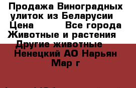 Продажа Виноградных улиток из Беларусии › Цена ­ 250 - Все города Животные и растения » Другие животные   . Ненецкий АО,Нарьян-Мар г.